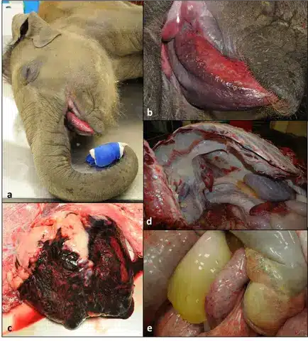 Images courtesy of Mr Jonathan Cracknell, Longleat Safari and Adventure Park, EEHV Advisory Group.