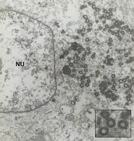 Image courtesy of Robert Nordhausen, California Animal Health and Food Safety Laboratory, Davis, California.
