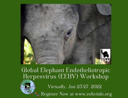 Global Elephant Endotheliotropic Herpesvirus (EEHV) Workshop, Jan. 2022